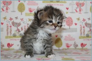 Male Siberian Kitten from Deedlebug Siberians